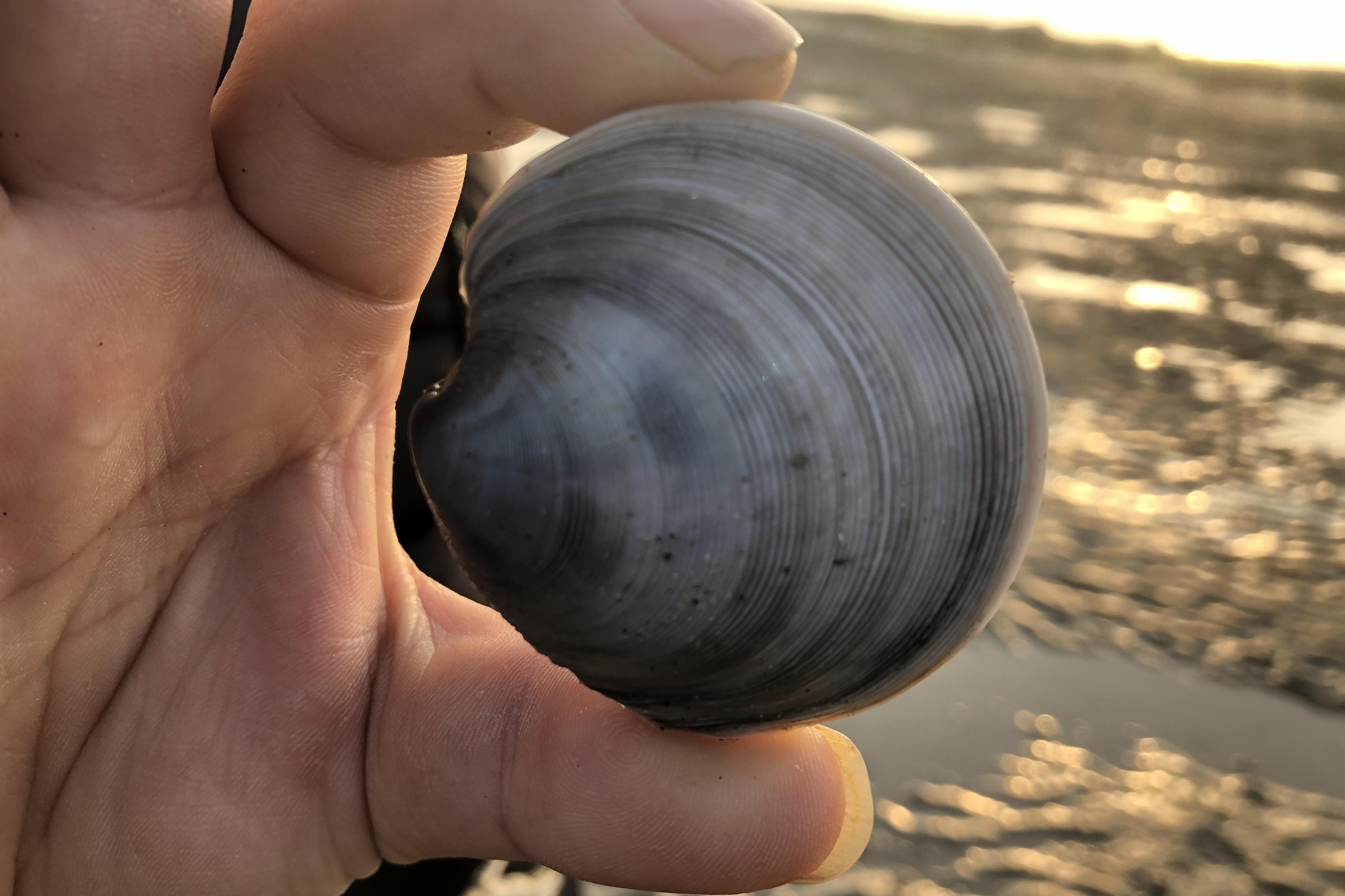 小倪赶海海货太多一挖不是海豆芽就是黄皮蚬子还有大个月亮贝