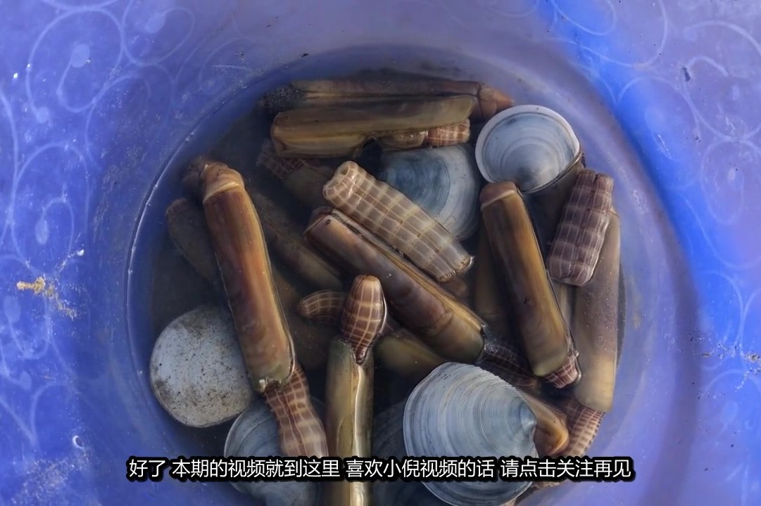 小倪赶海大个的蛏王就是这样辛苦从泥沙底挖出来的