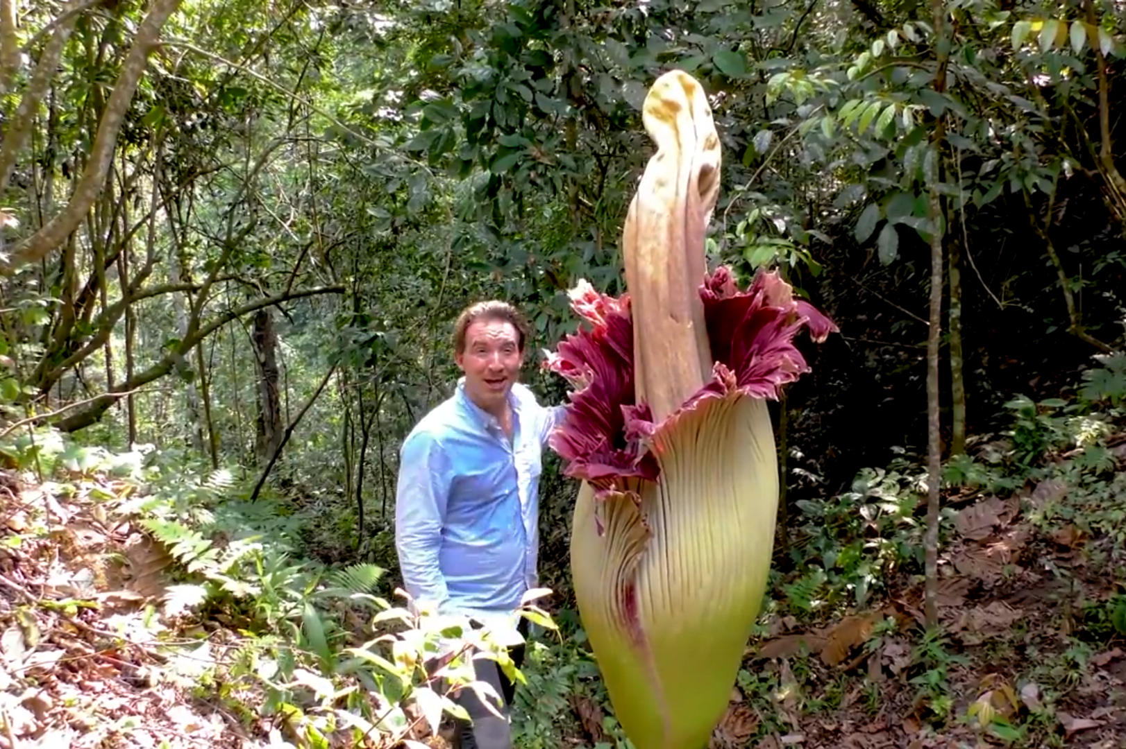 世界上最大的花之一,离几百米就能闻到臭味,长相奇特