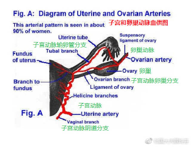 妇产科医师顾玲芬的个人展示页