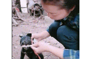 搞笑GIF:狗子:我真的沒有吃屎啊,我不想刷牙