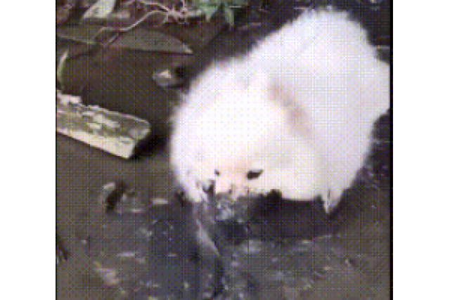 搞笑GIF:老媽讓我去遛遛狗,不知道回去哪個會挨打