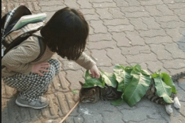 搞笑Gif: 這樣小貓就不會著涼了吧