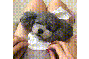 搞笑GIF:如有來生,或許很多人還是活的不如一條狗