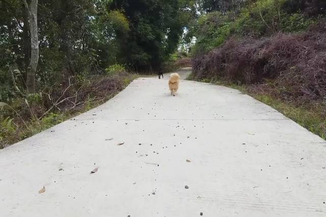 疫情期间,在农村老家带两只中华田园犬去巡山咯!