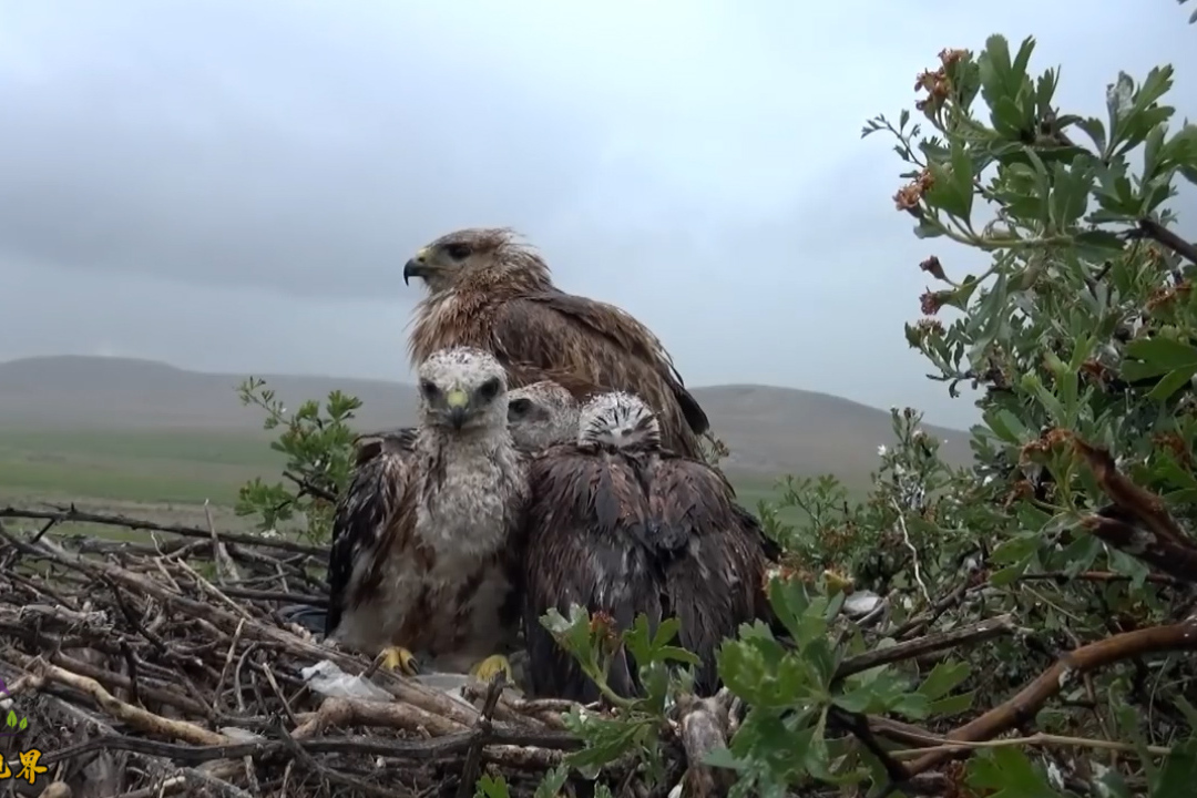 大雨过后,鹰巢有点凄惨,小鹰们依偎在鹰妈妈旁边取 