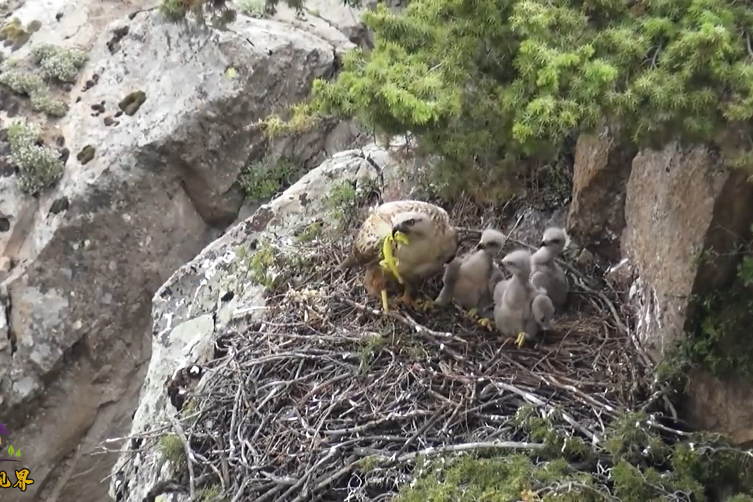 山崖上筑巢的雀鹰,一趟趟给幼鹰带猎物,看看这次又带回了什么?
