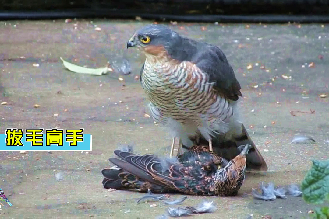 雀鹰抓到猎物就地拔毛看猎物绝望的眼神真残忍