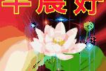 《聊天表情图库》太美了! 人手一份!