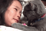 六个月大的小猫咪还要吃奶 狗妈妈也不管一管!