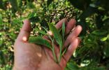 消费者常问大叶种茶与小叶种茶有何区别?