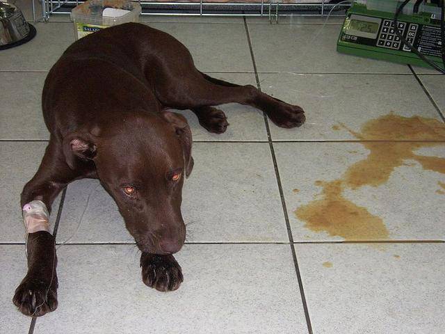 辟谣：犬细小病毒无法治愈等于没救？其实及时治疗，就能控制病情