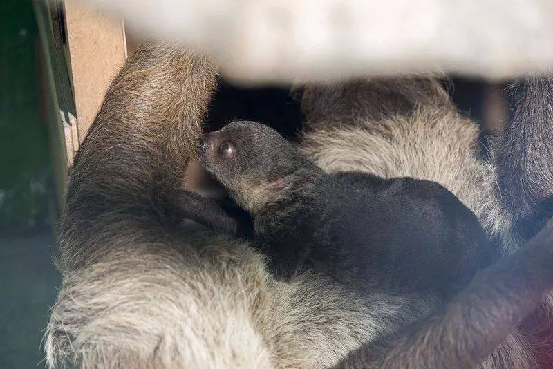 【周末去哪儿】干啥都慢，生崽却快如"闪电"， 杭州野生动物世界诞生第一只树懒宝宝!（附农博会攻略）