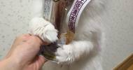 猫咪抓着主人的手不放，喵：不给小鱼干就想约会？休想！