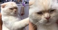 网友家的猫每天都心事重重不高兴的模样，背后原因竟是…