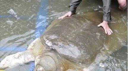 梦境中的奇遇，解析梦见吃甲鱼又买了一个大甲鱼之后又捡到一个大甲鱼的深层含义