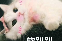 猫咪表情包