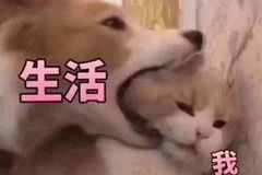 【我爱生活】系列表情包