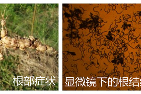 辣椒得了根结线虫病怎么办?