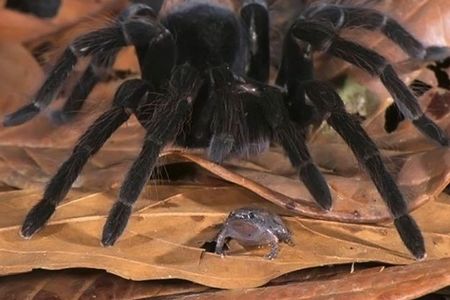 20种动物已经学会饲养其他动物作为它们的宠物