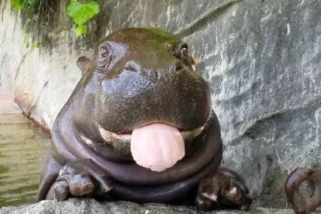 日本东京上野动物园一只爱吐舌头的小河马,太可爱了!