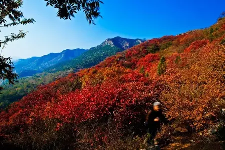 又到"红叶季",盘点潍坊红叶观赏地.图片