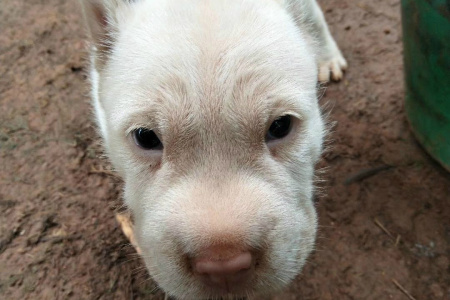 虎头虎脑的下司犬小奶狗真可爱