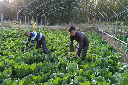 小拱棚蔬菜一茬接一茬 脱贫致富信心满当当