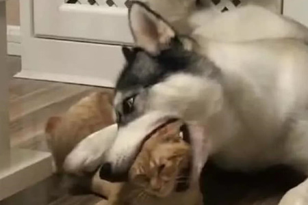 橘猫和哈士奇闹着玩,不料被惹急眼的二哈一口咬到了头,太逗了