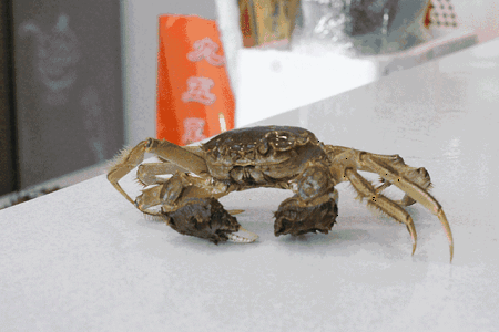 嘉兴人,教你3招,辨真假阳澄湖大闸蟹