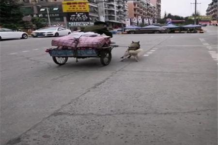 上坡时老人蹬不动三轮车,哈士奇一直使劲往上拉车,这二哈好忠诚