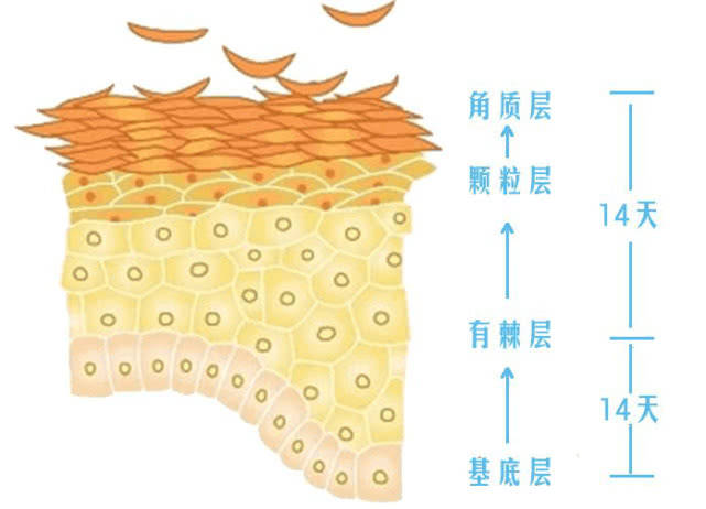 你的皮肤分为哪几层？你知道吗