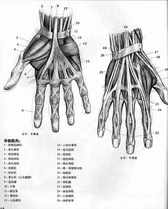 素描教程 | 手的画法及结构图大全