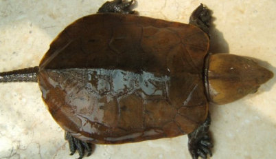 中国10大最名贵的乌龟,鹰嘴龟第九,绿毛龟榜首