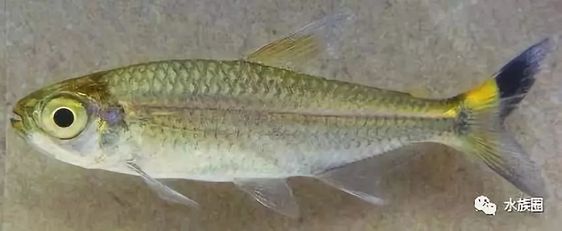 moenkhausia