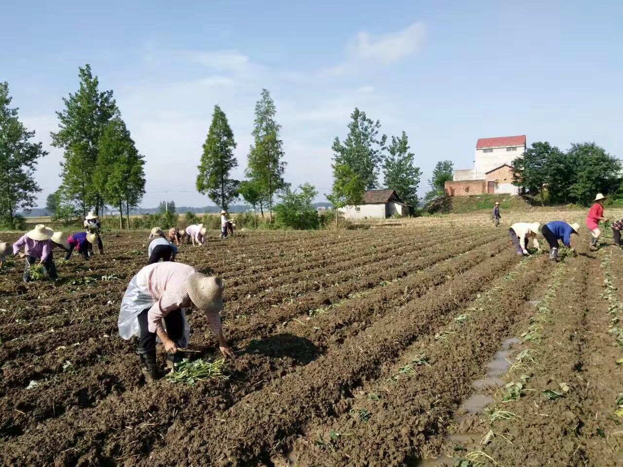 贾令村人口_绯村剑心真人(3)