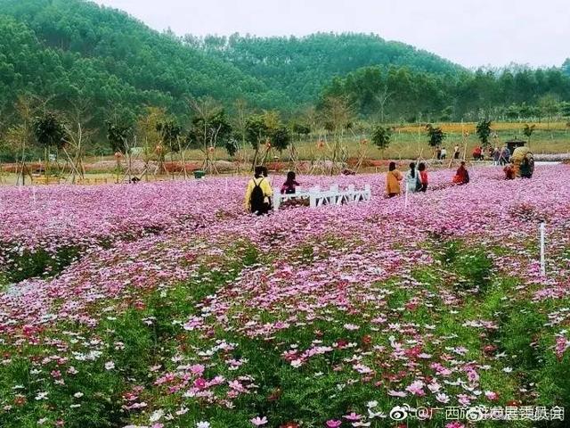 南宁花雨湖最吸睛当数几百亩花海 每月每季不一样