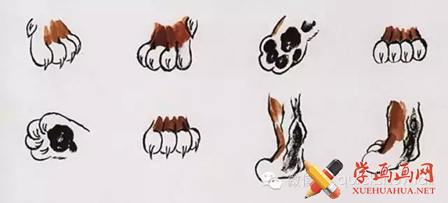 老虎爪子画法:虎爪为五趾,前四趾并列排,后趾略高,呈圆状,爪甲锋利有