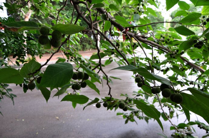 许昌最牛钉子树,傲立路中,临风而语,沐雨而笑