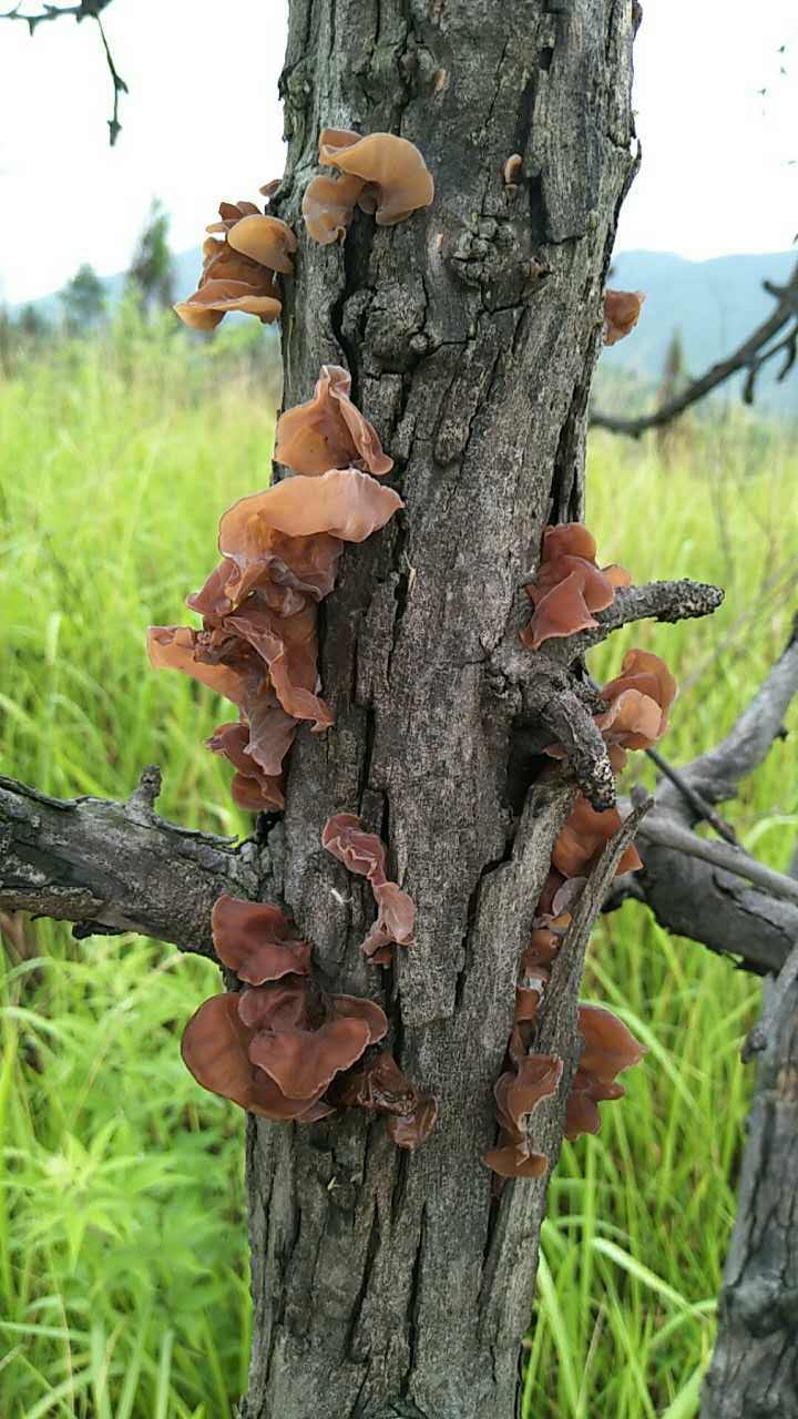 我老家的野生黑木耳,腐树头上木耳春,能吃吗?