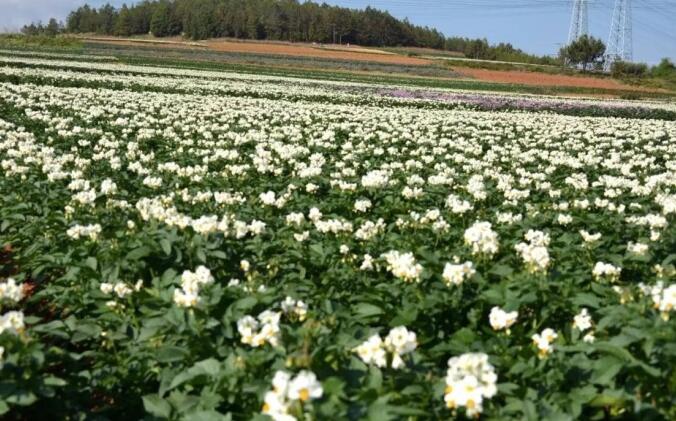 云南乡野农作物洋芋花盛开 白紫相间一片灿烂花海