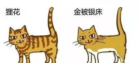 古代猫奴有多拼你看看人家陆游