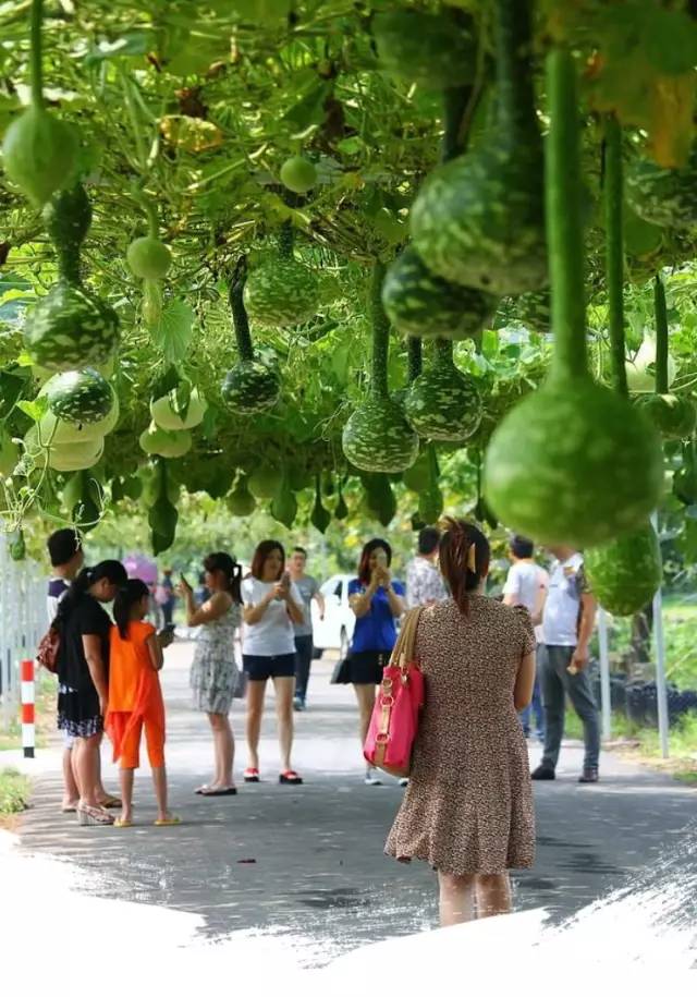 澜沧20年居民人均GDP_澜沧粘腺果