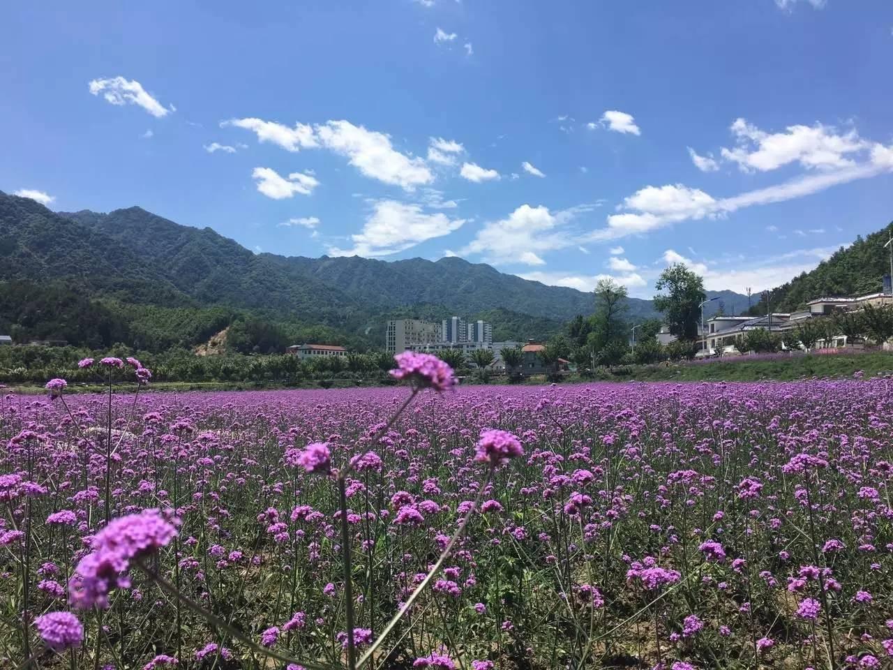 汉中周边竟藏着一片紫色花海,宛如人间仙境