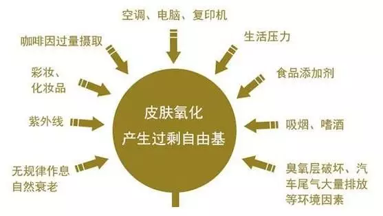 科学运动,从了解"自由基"开始