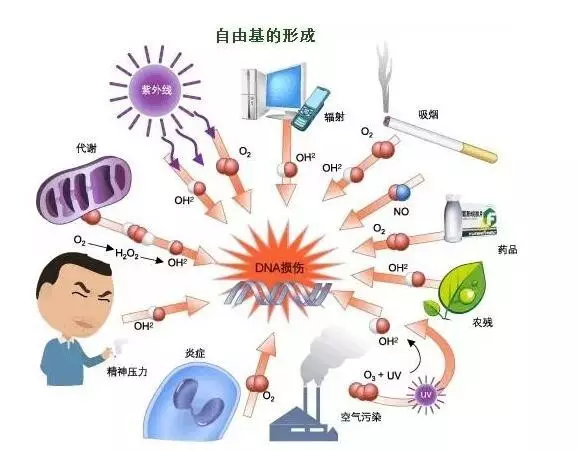 科学运动,从了解"自由基"开始