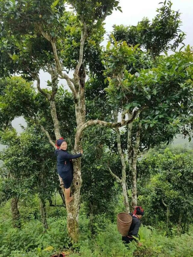 茶旅世界,老挝古树茶简介