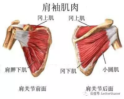 【kg运动】肩部训练这么做"肩袖运动"你知道么?