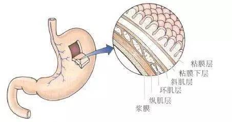 只有懂宝宝的胃,才能做到正确喂养!