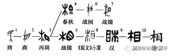 "相"字的甲骨文字形是用眼睛观察树木,造字本意就是观察观看的意思.